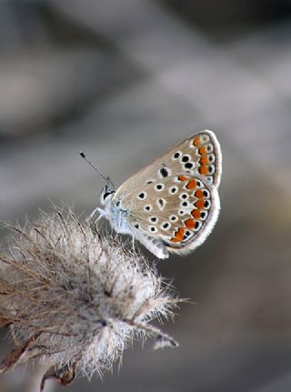 okgzl Mavi (Polyommatus icarus)