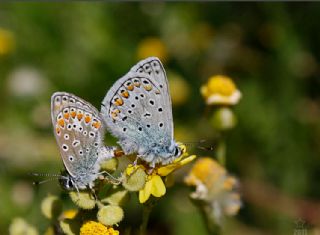 okgzl Mavi (Polyommatus icarus)