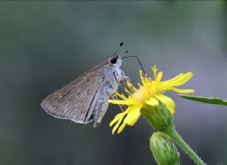 Cce Zpzp (Gegenes pumilio)