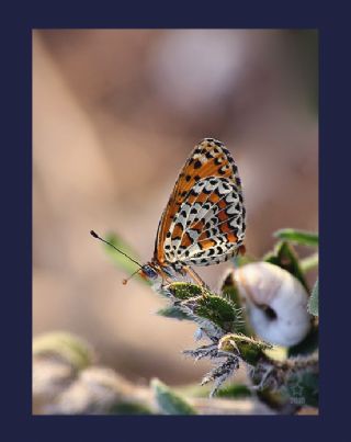 parhan (Melitaea cinxia)