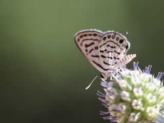 Balkan Kaplan (Tarucus balkanicus)