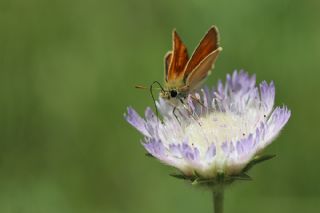 Sar Antenli Zpzp (Thymelicus sylvestris)