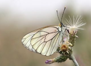 Al Beyaz (Aporia crataegi)