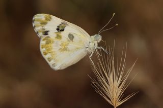 Yeni Beneklimelek (Pontia edusa)