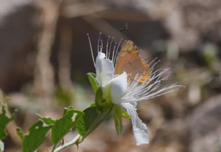 Mezopotamya Kolotisi (Colotis fausta)