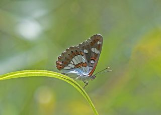 Akdeniz Hanmeli Kelebei (Limenitis reducta)