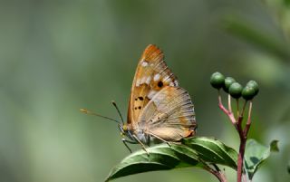 K���k Mor �mparator&nbsp;(Apatura&nbsp;ilia)
