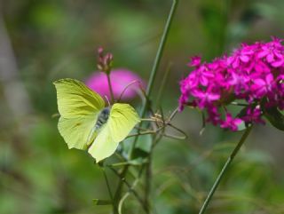 Orakkanat (Gonepteryx rhamni)