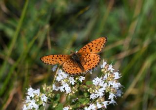 ift Noktal Brentis (Brenthis hecate)