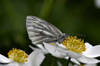 izgili Da Beyazmelei (Pieris bryoniae)