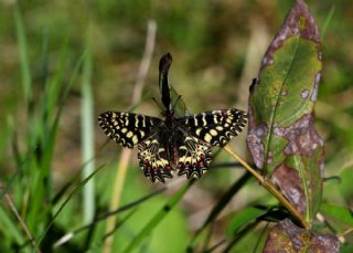 Gney Fistosu (Zerynthia polyxena)