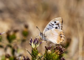 K�z�l Cad�&nbsp;(Chazara&nbsp;bischoffii)