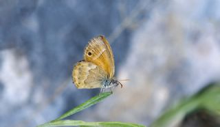 ran Zpzp Perisi (Coenonympha saadi)