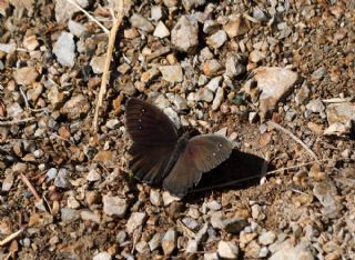 Beyaz Damarl Pirireis (Satyrus amasinus)