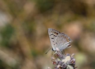 Da Atei (Lycaena thetis)