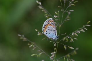 Avrupal Esmergz (Plebejus argyrognomon )