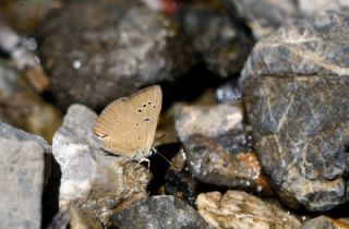 okgzl Anadolu Tyls (Polyommatus antidolus)