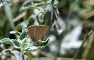 okgzl Van Esmeri (Polyommatus kurdistanicus)