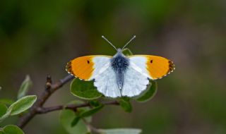 Turuncu Ssl (Anthocharis cardamines)