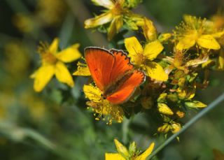 Orman Bakr Gzeli (Lycaena virgaureae)