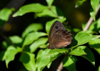 Kara Hayalet (Minois dryas)