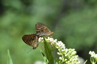 Gzel nci (Argynnis aglaja)