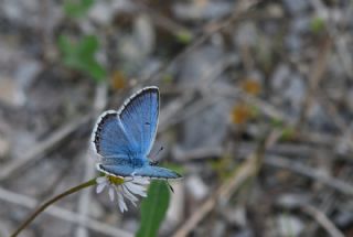 okgzl Balkan Mavisi (Aricia anteros )