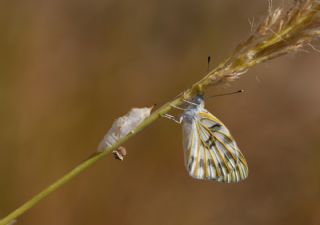 Siirt l Beneklibeyaz (Pontia glauconome)