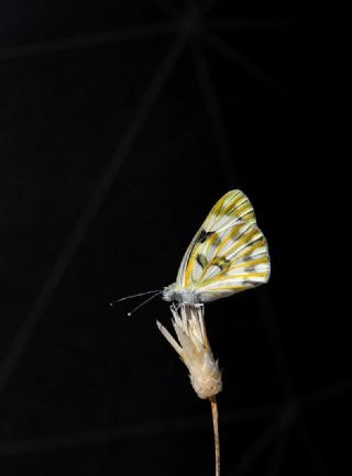 Siirt ��l Beneklibeyaz�&nbsp;(Pontia&nbsp;glauconome)