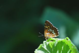 ncili Kelebek (Hamearis lucina)