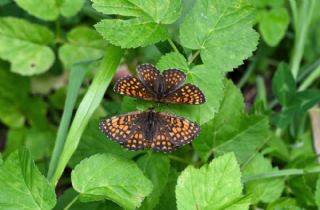 Amannisa (Melitaea athalia)