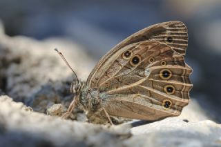 Aa Esmeri (Kirinia roxelana)