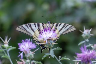 Erik Krlangkuyruk (Iphiclides podalirius)