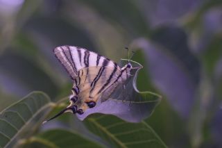 Erik Krlangkuyruk (Iphiclides podalirius)