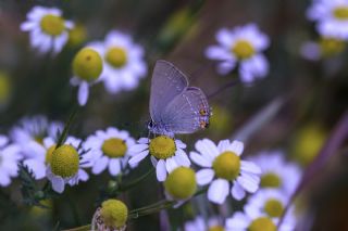 Minik Sevbeni (Satyrium acaciae)