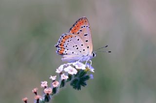 Kk Ate Gzeli (Lycaena thersamon)