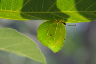 Kleopatra (Gonepteryx cleopatra)