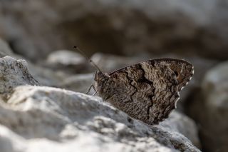 Byk Karamelek (Hipparchia syriaca)