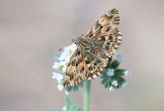 Hatmi Zpzp (Carcharodus alceae)