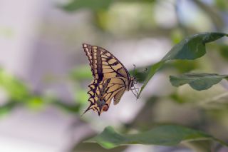 Kırlangıçkuyruk (Papilio machaon)