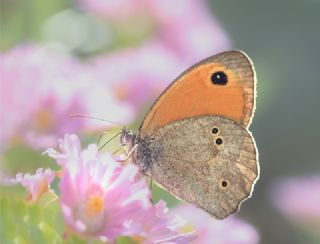 Halikarnas Esmeri (Maniola halicarnassus)