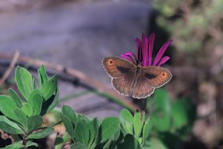 Anadolu Melikesi (Melanargia larissa)