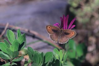 Halikarnas Esmeri (Maniola halicarnassus)