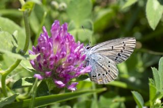 �okg�zl� G�zel Mavi&nbsp;(Polyommatus&nbsp;bellis)