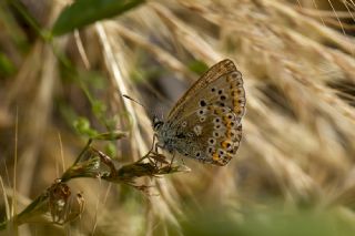 �okg�zl� Anadolu Mavisi&nbsp;(Aricia&nbsp;crassipunctus)