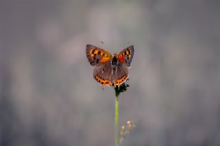 Benekli Bakr Gzeli (Lycaena phlaeas)