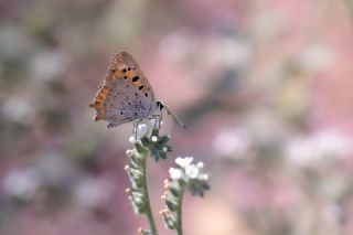 Benekli Bakr Gzeli (Lycaena phlaeas)