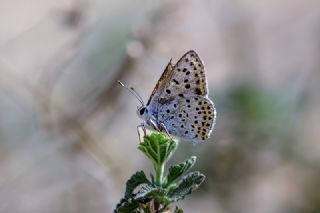 sli Bakr Gzeli (Lycaena tityrus)