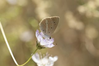? Agro Tr (Tanmsz) (Agrodiaetus sp.)