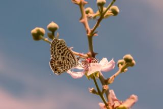 Mavi Zebra (Leptotes pirithous)